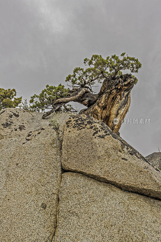 Juniperus grandis(西部Juniper或Sierra Juniper)是原产于美国西部的灌木或乔木。内华达山脉，绿色河流地区的玩具国家森林。加州。扭曲生长在花岗岩上。